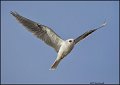 _1SB9806 white-tailed kite